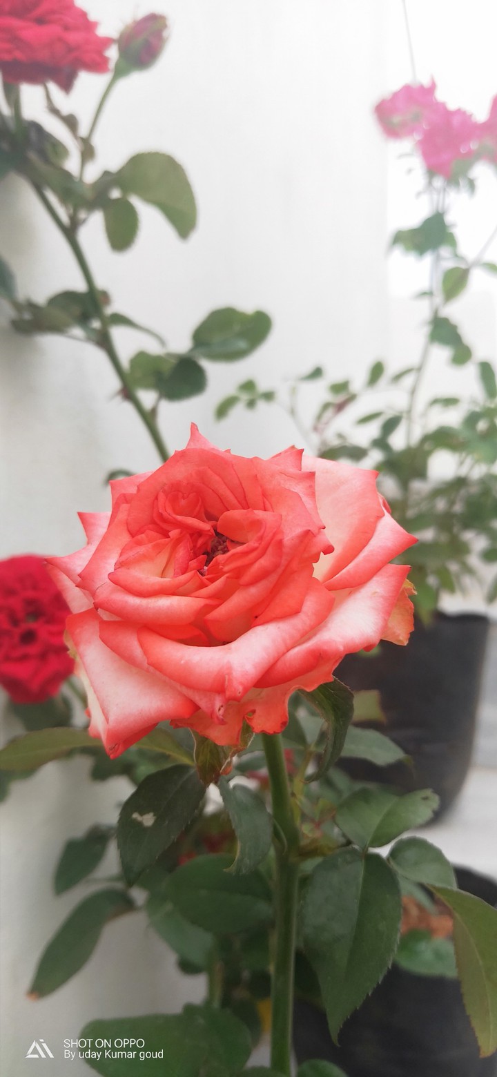 orange rose