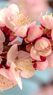 Peach flower LIVE