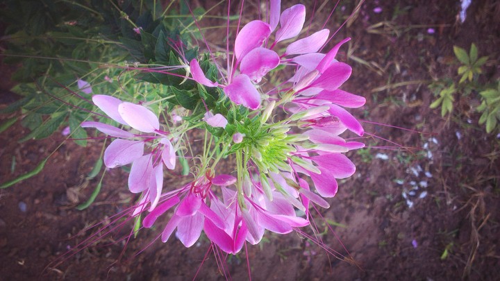 lion flowers