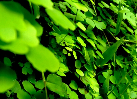 Leaves