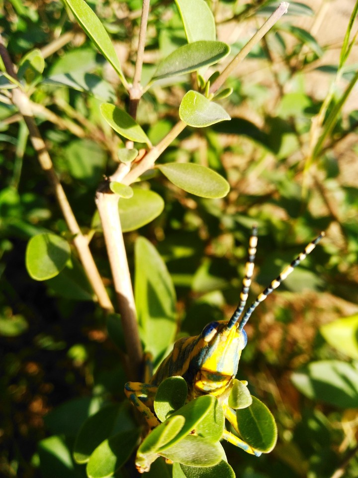 insects