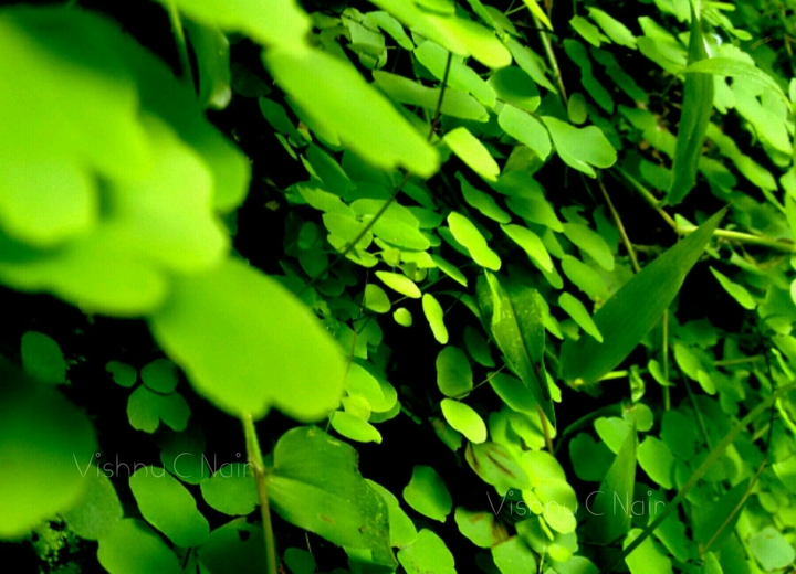 Leaves