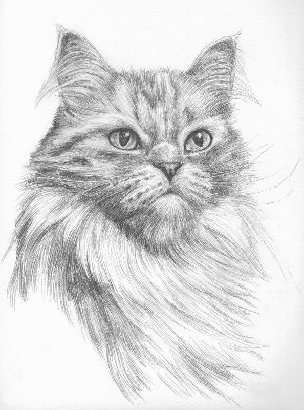 Cat picture.