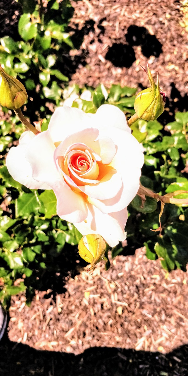 roses