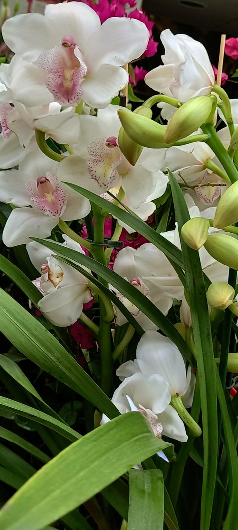 шпалери plants, petal