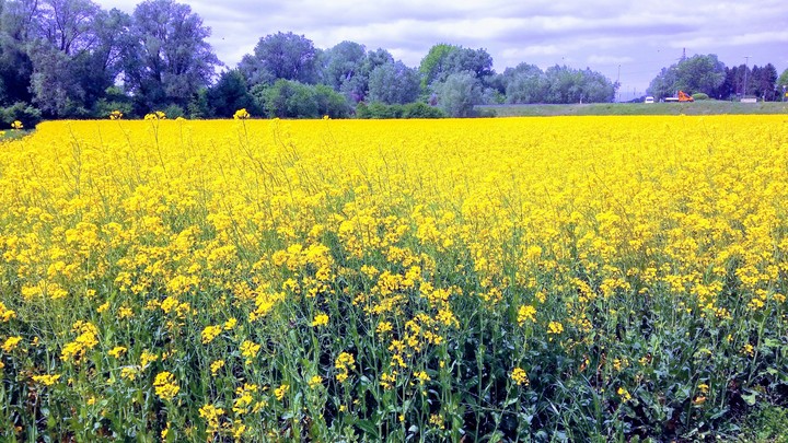 Beautiful and magical meadow