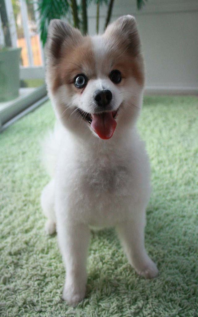dogi