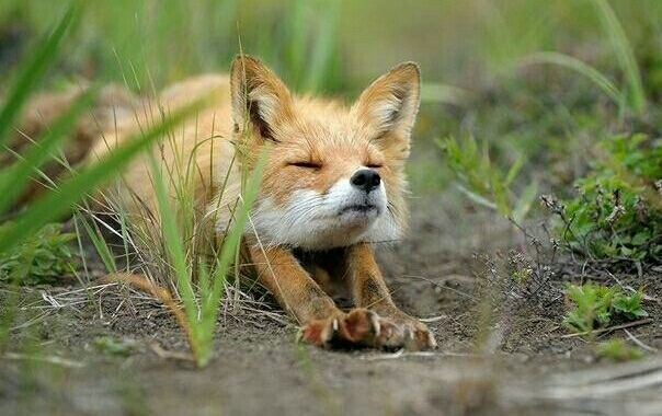 fox