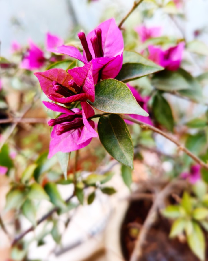 Flower