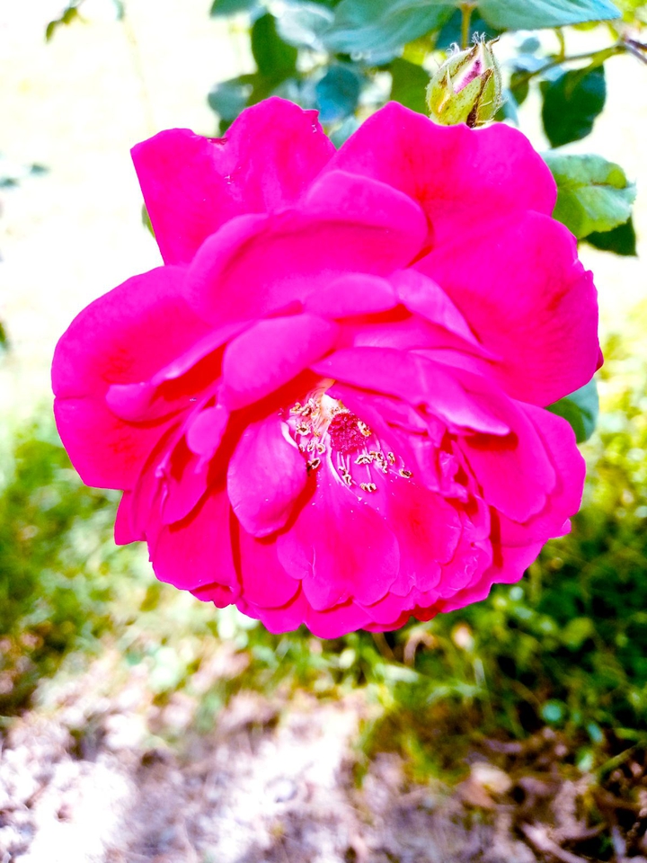 rosr
