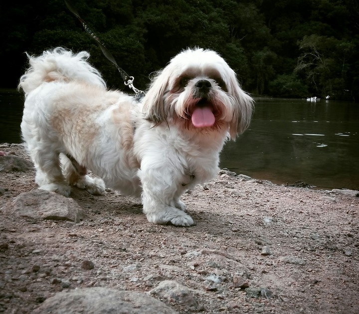 Dog