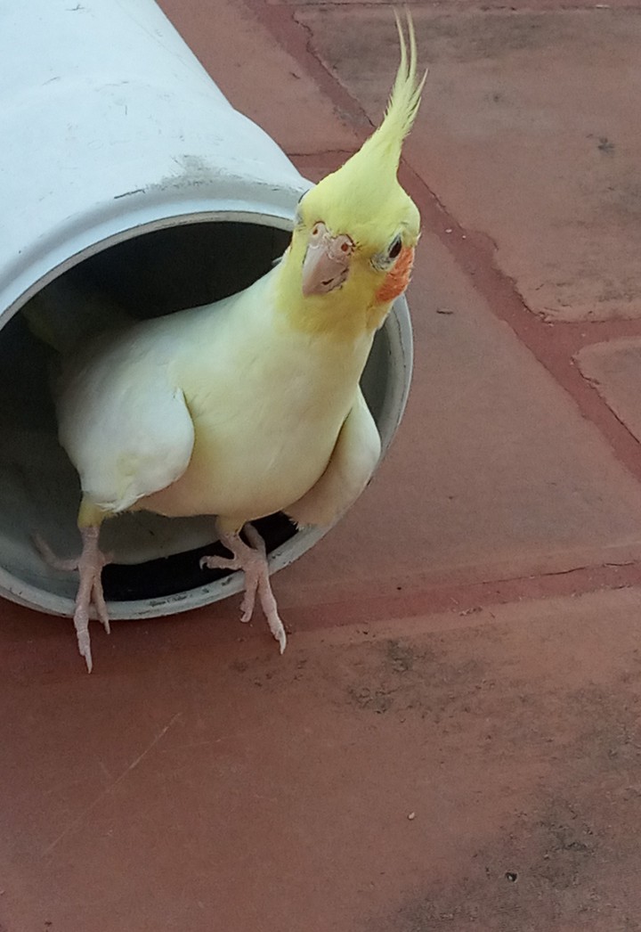 beautiful bird