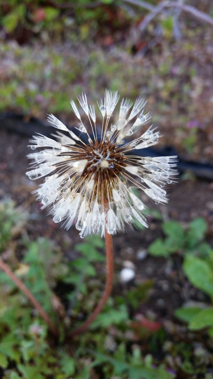 Dandelion