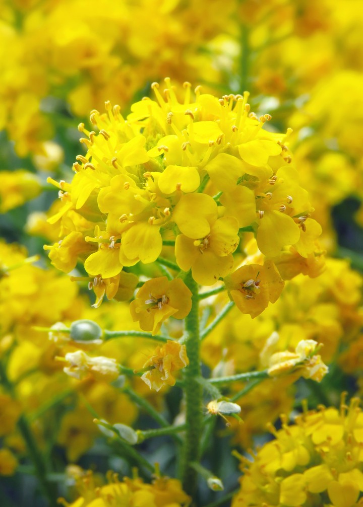 Yellow rocket/Common wintercress