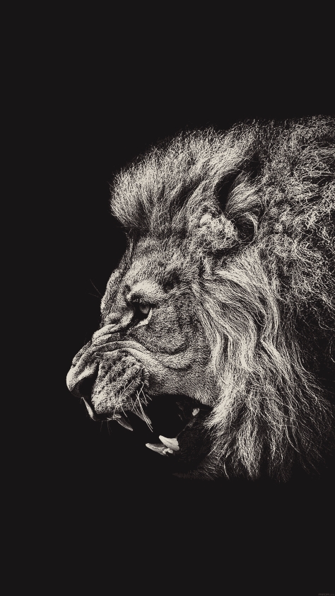 Amoled #lion
