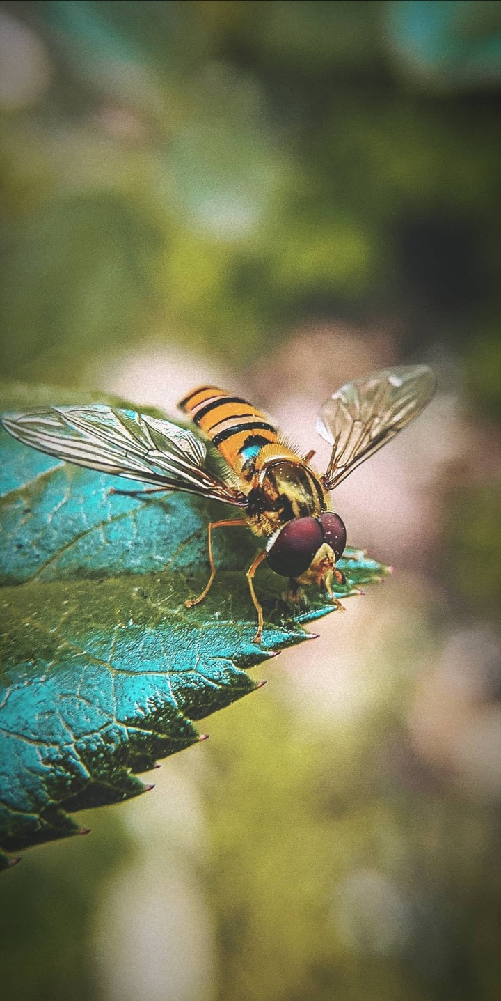 Busy Bee!!