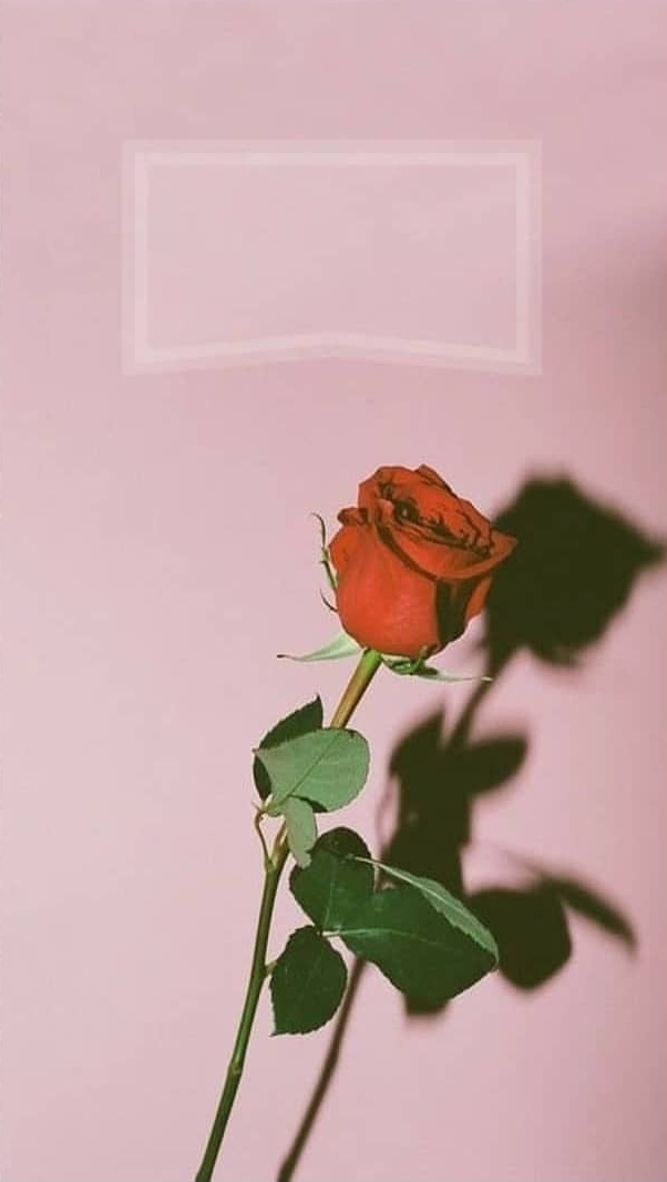Rose, Flower, Blume, Tumblr, Pink