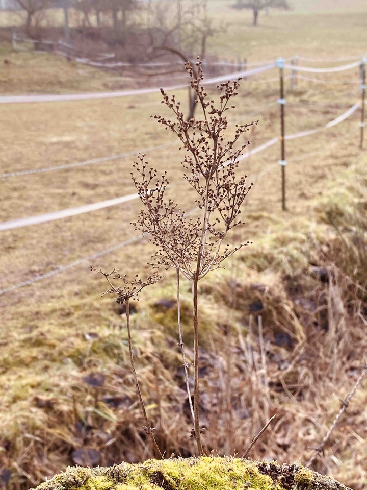 Meadow