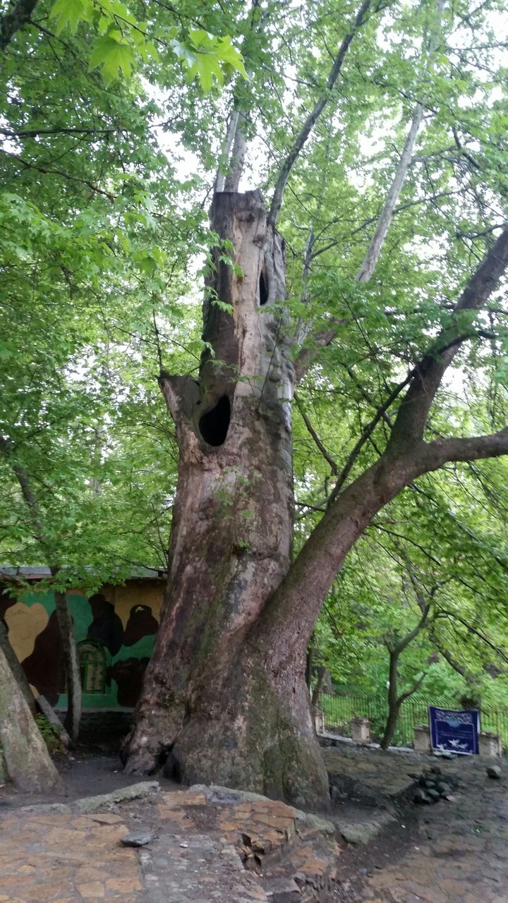 tree