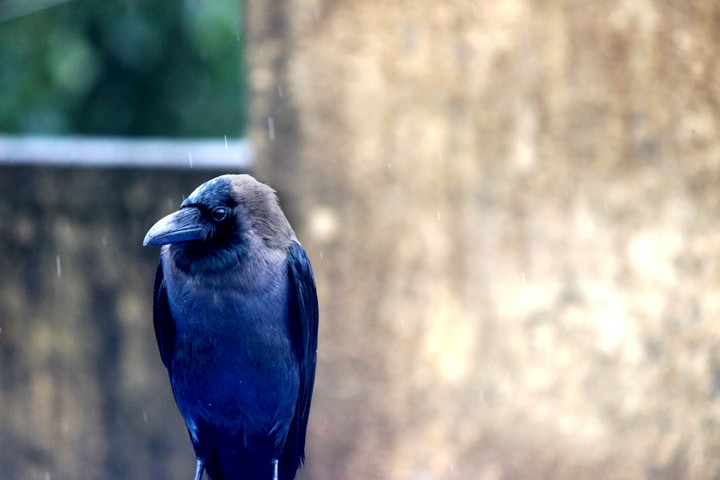 crow