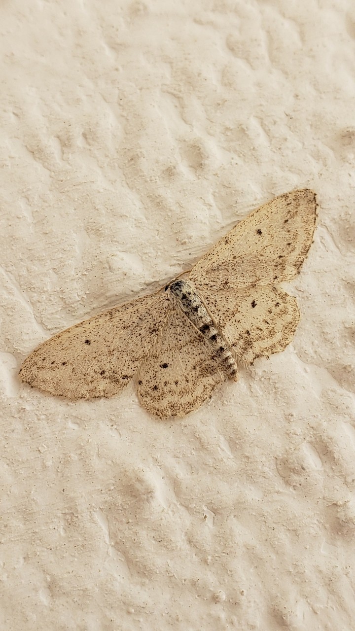 Tinny butterfly