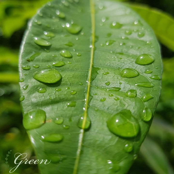 green