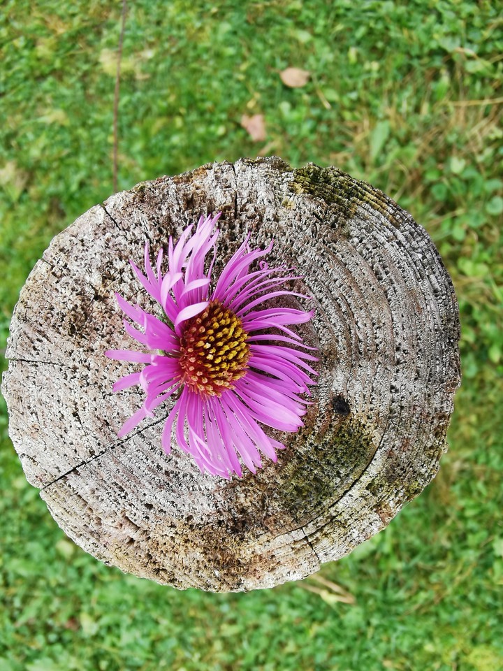 Autumn flower