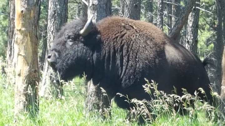 Buffalo