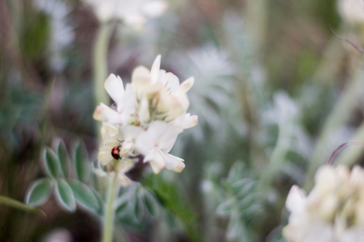 The beauty of spring