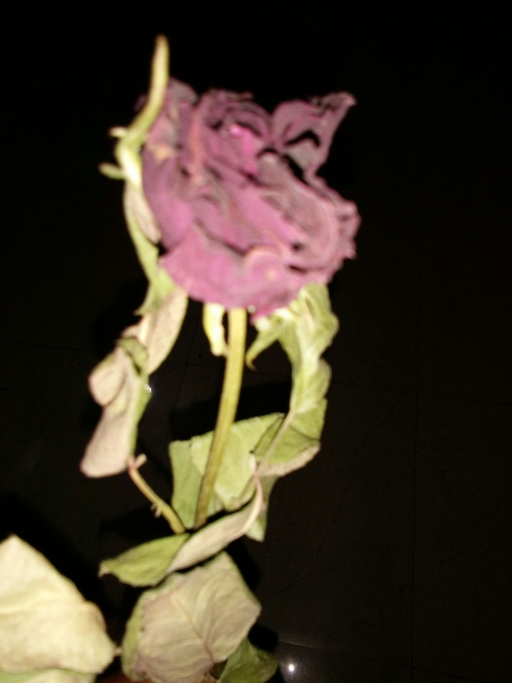 Old Rose