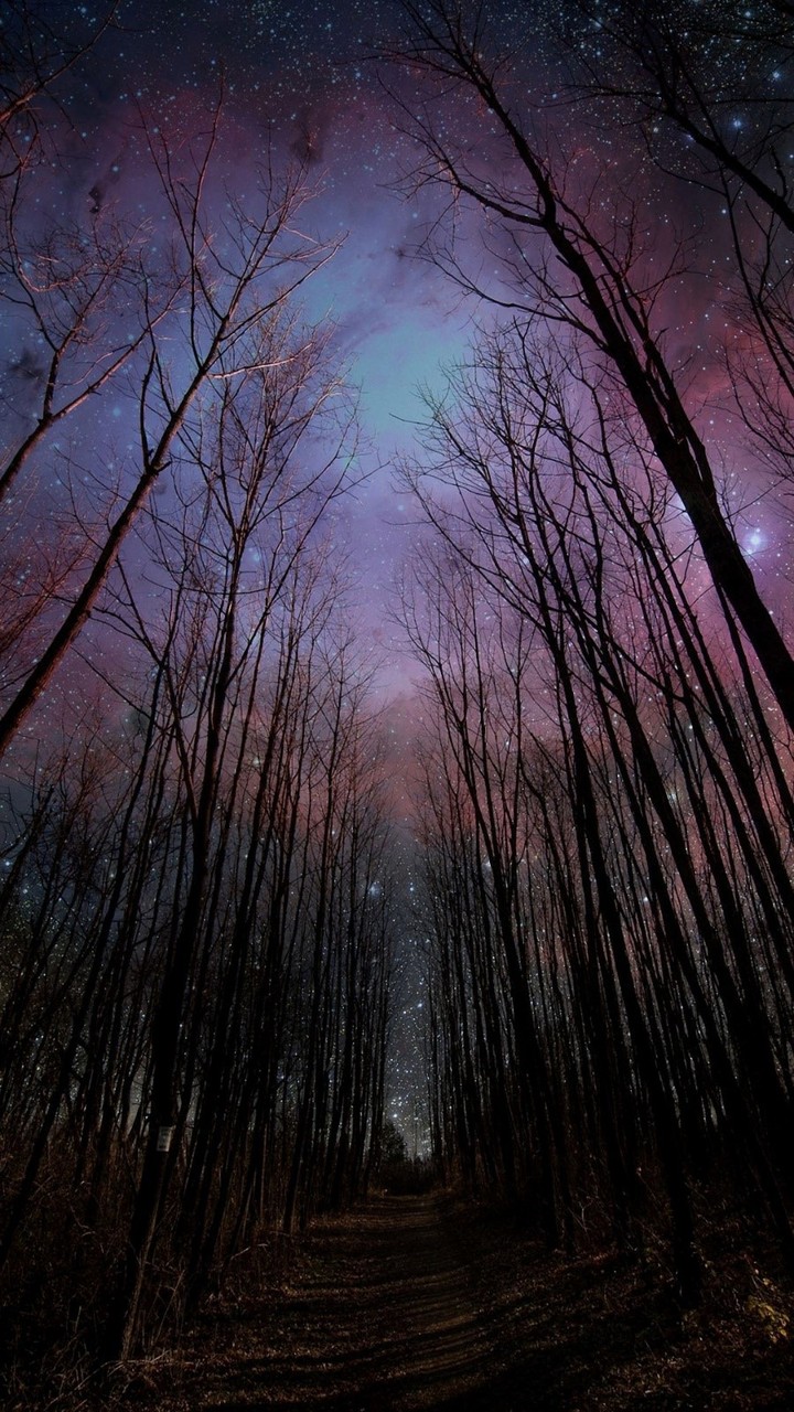 forest