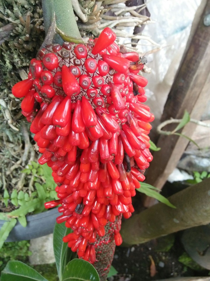 red