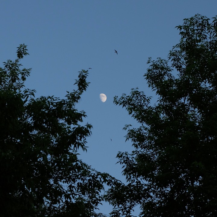 The moon in the night