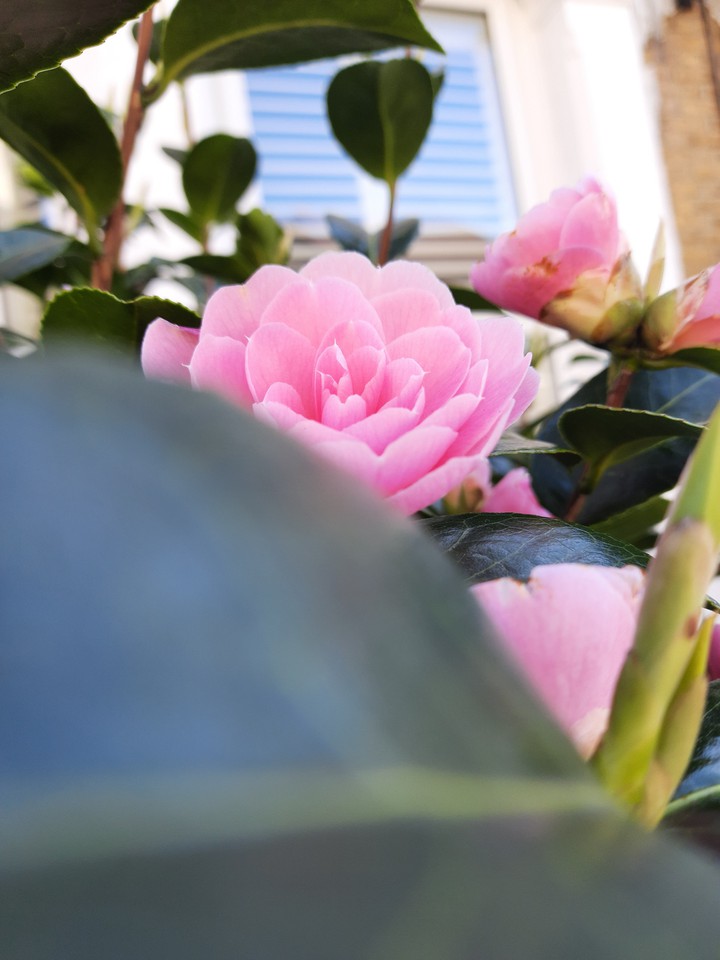 rose