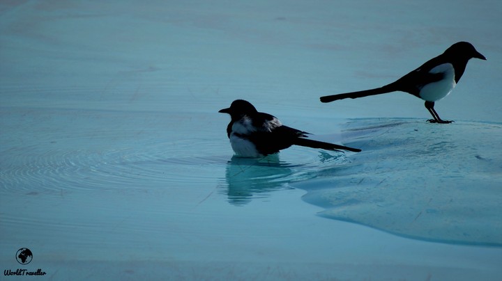 Magpies is the water