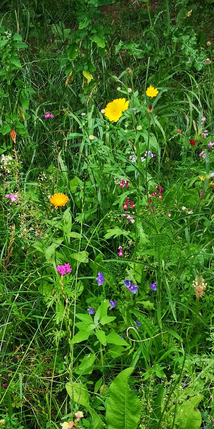 Blumenwiese