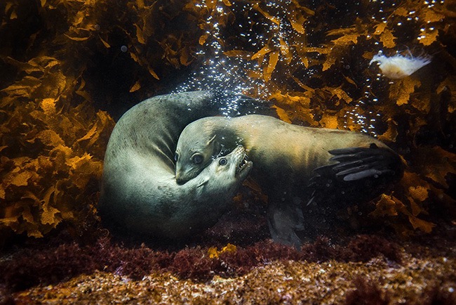 seals