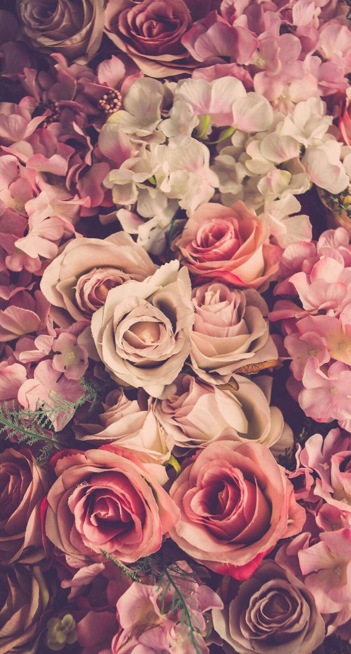 Mis Rosas