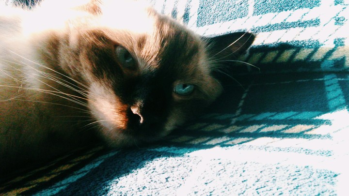 cat