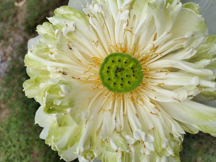 Lotus flower