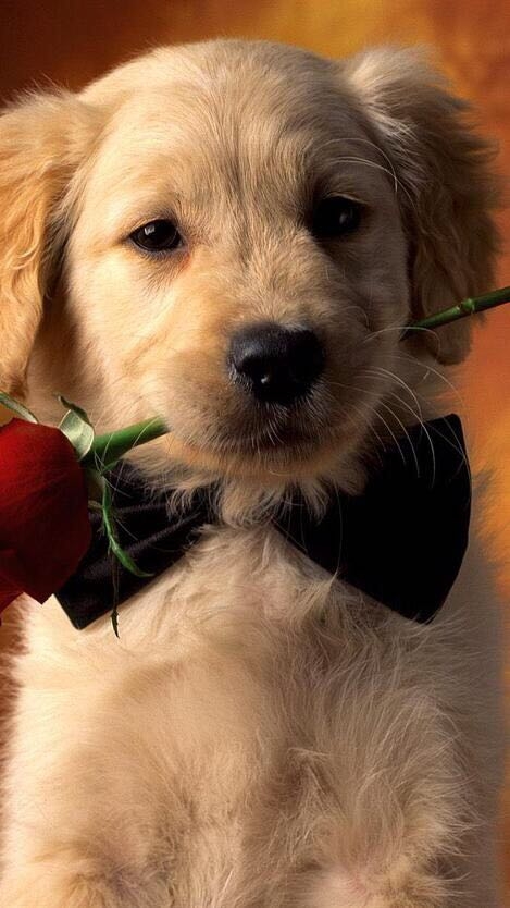 wallpaper cute