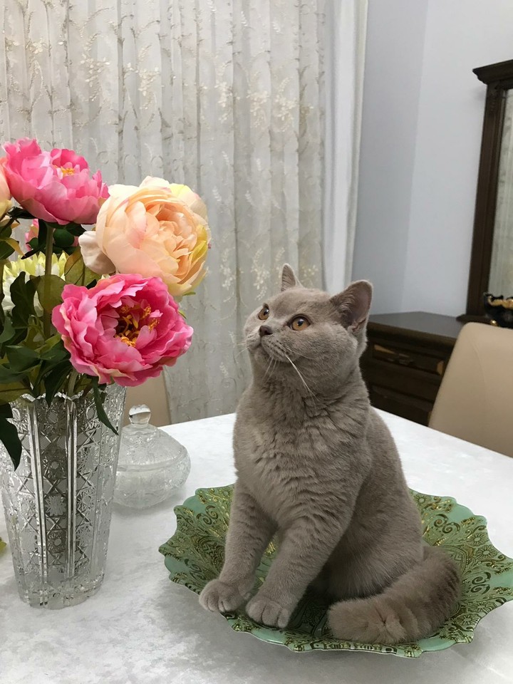 Cat and flowers
