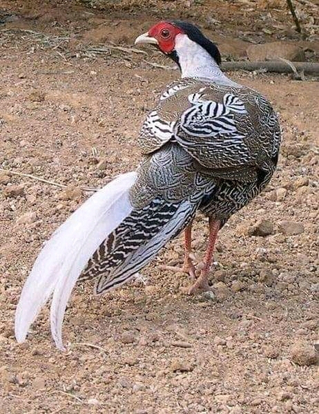 beautiful bird