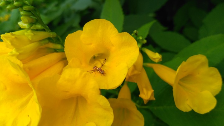 Insect on a flower
