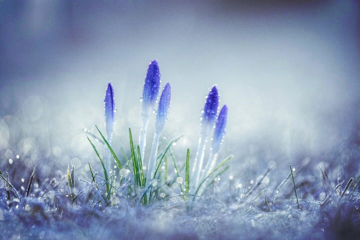 Blue Flower