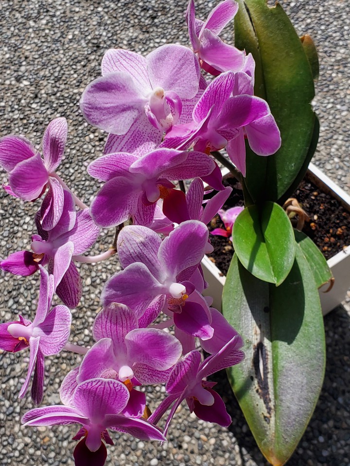 ORCHID