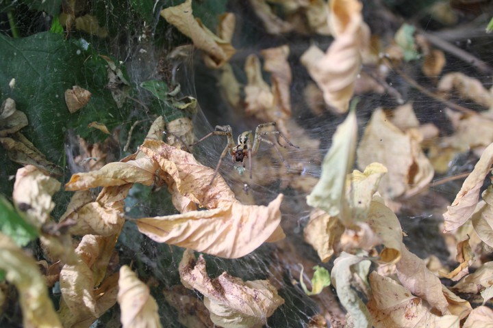spider