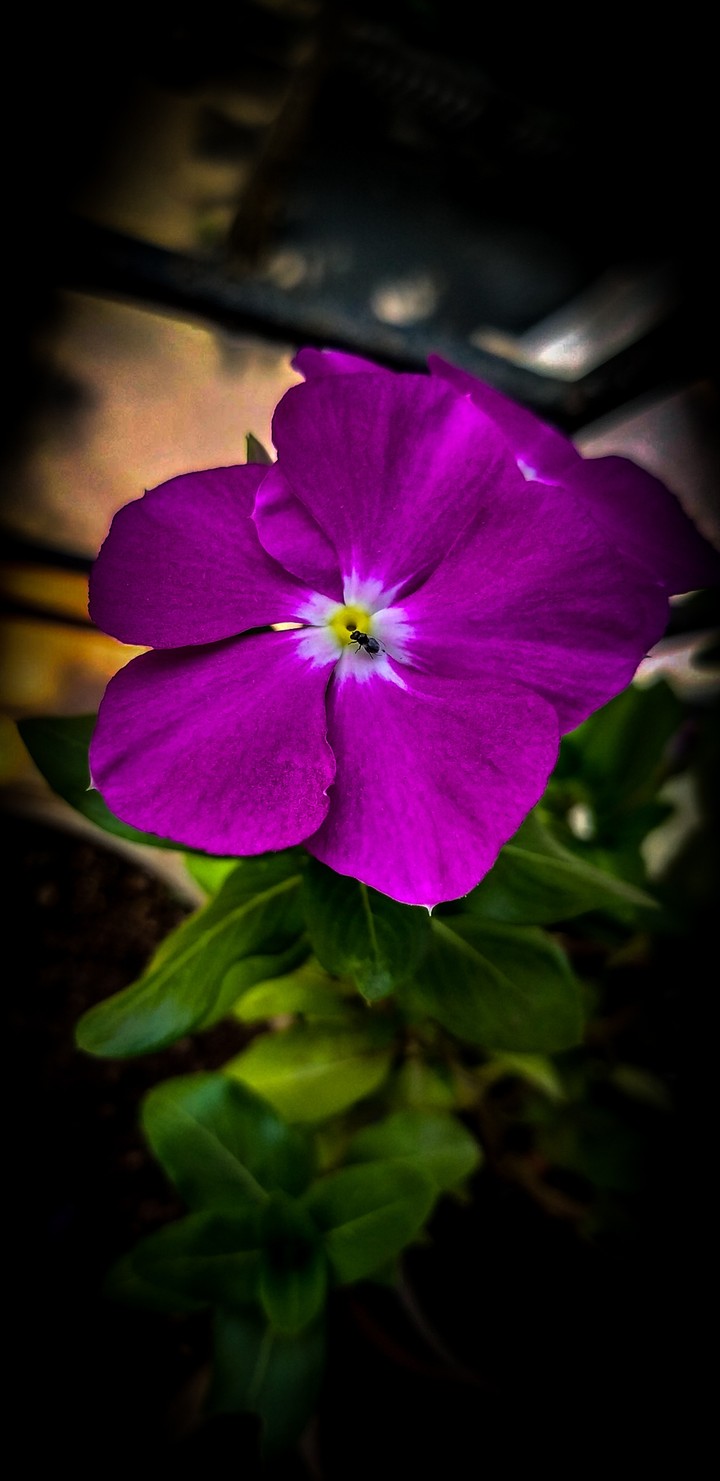 periwinkle