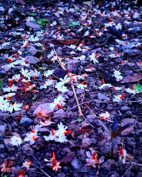 Rajnigandha flowers