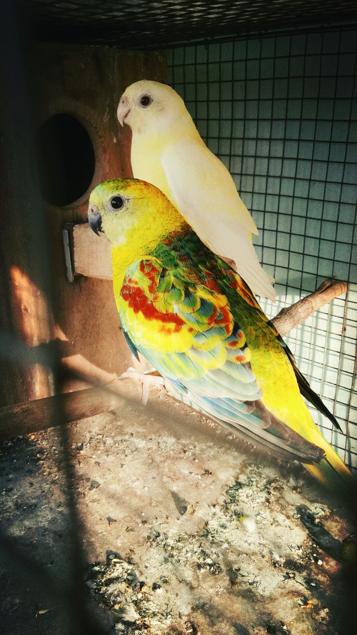 bird rump